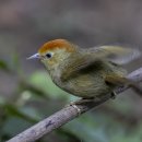 Rufous-capped Babbler 이미지