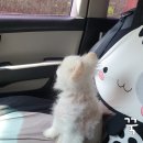 24시애견미용 이미지