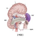 🌟 백만불짜리 건강법 🌟 이미지