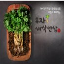 장성 부자새싹인삼