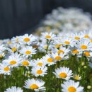 구절초로 이미지