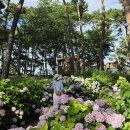 서산소나무힐링 | 서산 가볼만한곳 수국명소 모월힐링숲 가는길 7월 국내여행지 후기