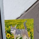 피스당구장 이미지