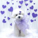 우프루프 이미지