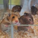 로던트클럽 이미지