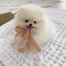 퍼피몽(애견분양) 이미지