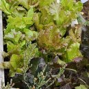 행복한삼겹살 이미지