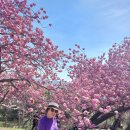 부산 민주공원 4월14일 겹벚꽃~ 이미지