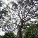 푸조와곰솔 이미지