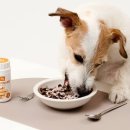 펫아울렛 이미지