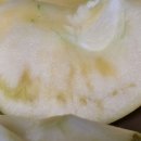 풍기능금이님-[신토불이] ＜골든볼＞신품종 여름 노란 사과 🍎 이미지