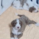 스탠푸켄넬 이미지