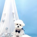 견생의하루 펫살롱 일산본점 이미지