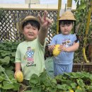 🍉요리활동 ㅡ수박,참외 화채🍉 이미지