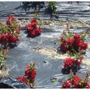 동양농장 이미지