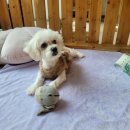 어벤독스 이미지