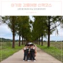 경포저류지 | 국내 가을여행지 경포생태저류지 메타쉐콰이어길 사진찍기 좋은 곳