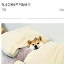 태권도중앙도장 이미지