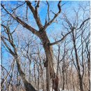 소나무 황토빌 | 발왕산(황토빌펜션~고려궁~헬기장~발왕산~광장(헬기장)~드래곤파크~발왕수~왕수리부엉이쉼터~산목련쉼터...