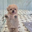 퍼피말론 강아지분양 울산점 | 울산 퍼피말론 부산 경주 강아지 분양은 여기가 최고