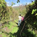 삼포농장 이미지