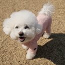 스토리멍 여수애견호텔/여수애견유치원 이미지