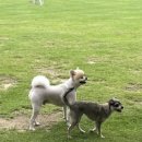 개들랜드 이미지