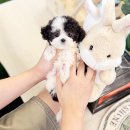 블리독수원점 고양이강아지분양 미니비숑프리제말티푸포메입양 이미지