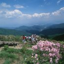 소백산(충북/단양) 철쭉축제 이미지