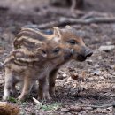 초동농장영농조합법인 이미지