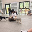 반려문화 경북도민일보