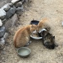 매리앤스가든민박 이미지