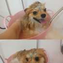 뽀샤시 펫살롱 이미지