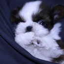 무한후레쉬