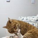 단비네비누