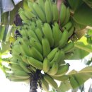 명관농장 이미지