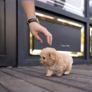 디자인독 이미지