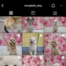 멍블멍블 이미지