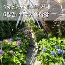 카페수국 - 순천시 하대석길 72 | 당진 포레스트 카페 대덕동 대형카페 수국 산책까지 즐긴 후기
