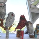 부엉이랜드 이미지