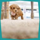 펫하임 | 의정부에서 건강한 반려견, 반려묘를 만나다!