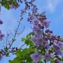 오동나무 이미지