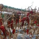 사치경로당 연합뉴스