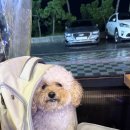 대천식당 | 대천 조개구이 맛집_[애견동반식당]원조삼선조개구이 방문후기