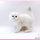 고양이 분양 제나캣 울산점 | 울산 고양이분양 신중히 선택하고 싶다면 제나캣 울산점