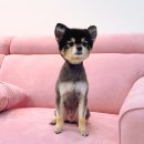 보람그루밍 이미지