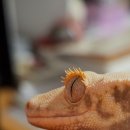 야탑서울동물병원 이미지