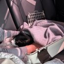 베스트고양이병원 | 고양이와 7시간 장거리 차 이동기 (준비물, 멀미 증상, 화장실 팁)