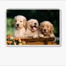 봉선 본약국 이미지