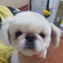 이현경애견미용학원 이미지